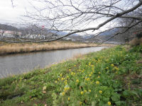 那賀川沿いの菜の花