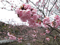 船田川沿いの桜