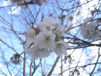 伏倉土手沿いの桜