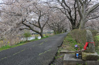 伏倉橋下流の桜