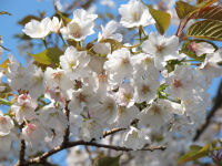 伏倉堤の桜