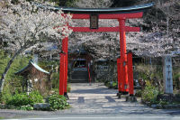伊那下神社の桜
