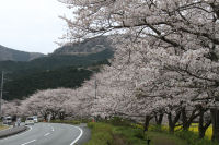 那賀川堤桜と田んぼをつかった花畑