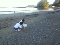 ボランティアによる早朝の松崎海岸清掃も最終日を迎えました