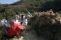 松崎高校と特別支援学校伊豆松崎分校の生徒が石部棚田で脱穀作業のお手伝い