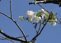那賀バイパスの桜が開花
