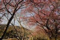 伏倉土手の早咲きの桜