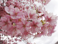 伏倉橋より上流側の桜