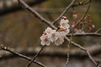 大沢温泉の桜が開花