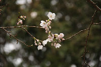 室岩洞の桜が開花