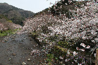 大沢温泉付近の桜