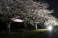 那賀バイパスで桜のライトアップ始まる