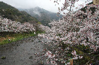 大沢温泉付近の桜