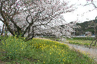 那賀川沿い（南郷土手）の桜