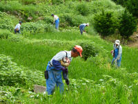 石部棚田で畦の草刈り作業