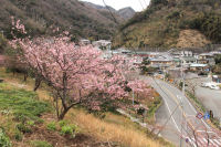 雲見入谷バス停付近の桜