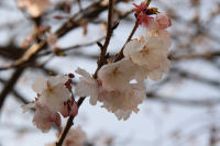 「道の駅」花の三聖苑の桜