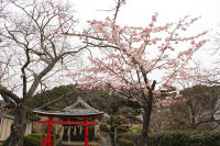 建久寺近くの桜