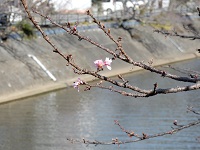 那賀川桜