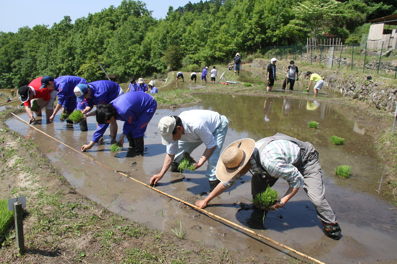 田植え