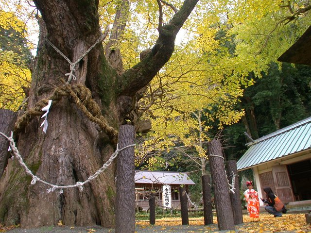 イチョウ（伊那下神社）