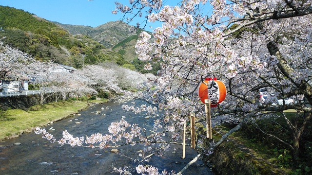 大沢河畔の桜