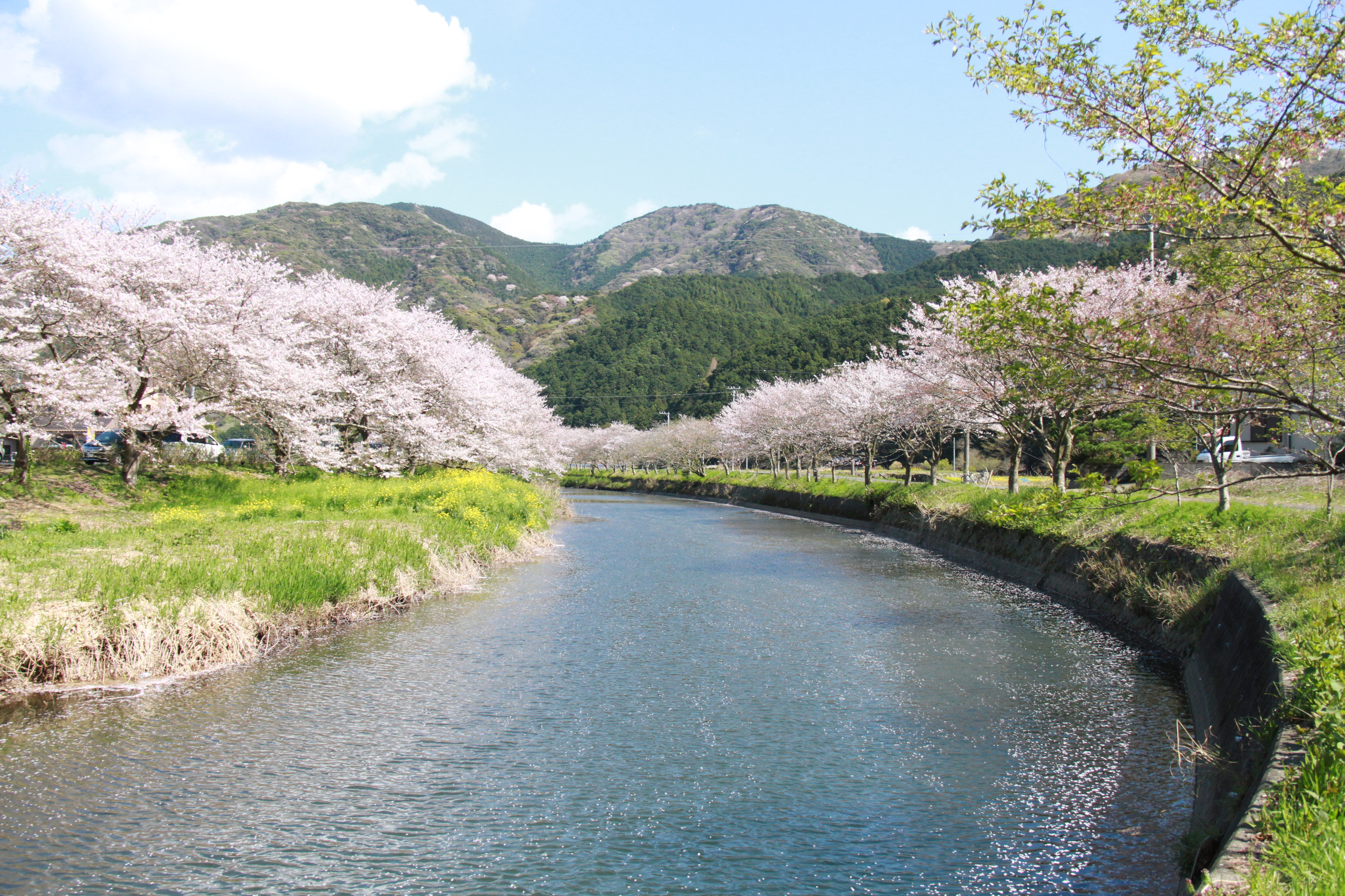 桜並木イメージ