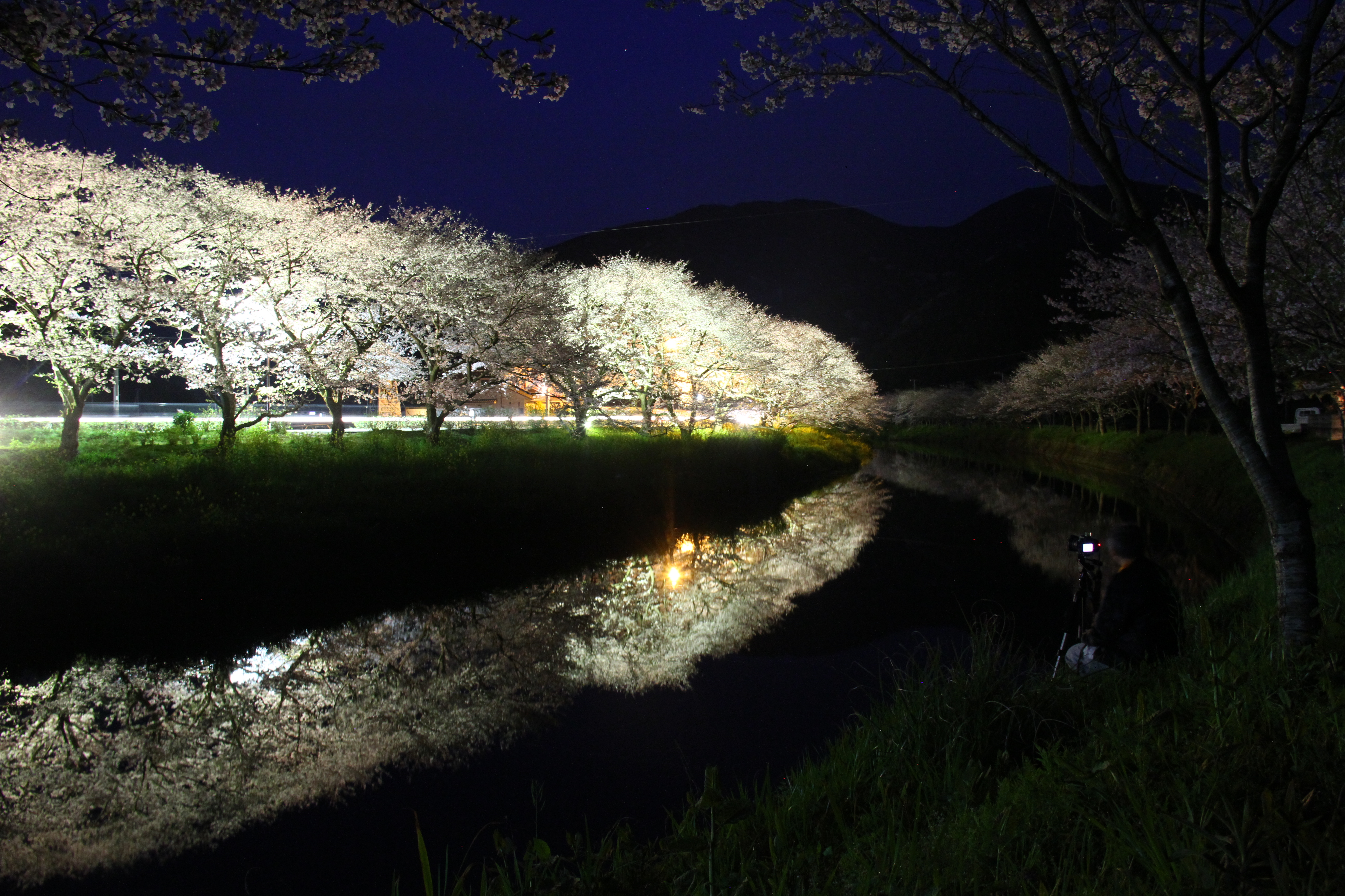 夜桜