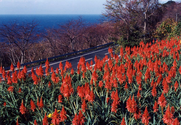 (258)アロエの花と富士山03