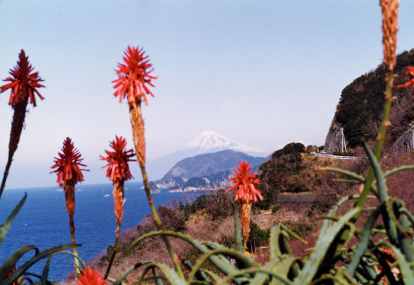 (259)アロエの花と富士山04