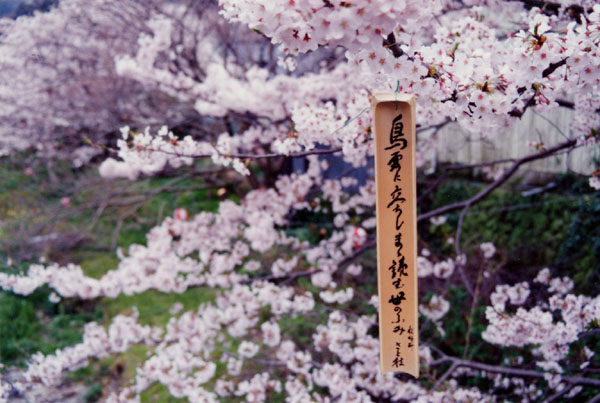(384)桜祭りの短冊02