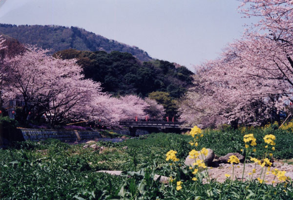 (386)大沢温泉の桜05