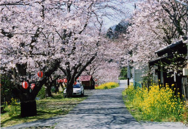 (388)大沢温泉の桜07