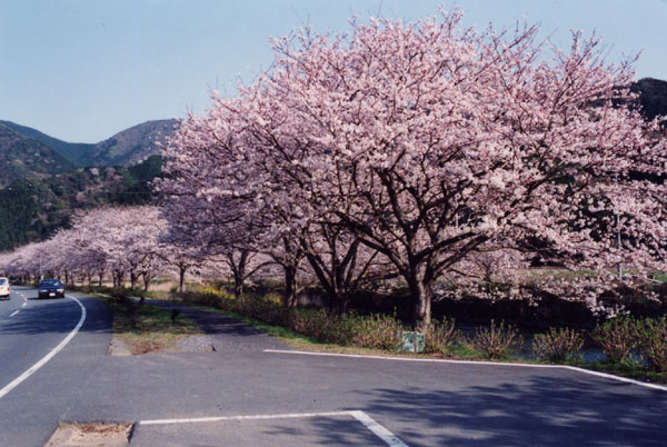 (391)那賀バイパスの桜07