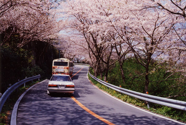 (400)室岩洞の桜04