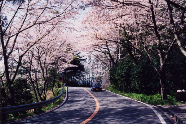 (401)室岩洞の桜05