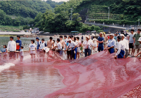 (452)石部大地引き網まつり10