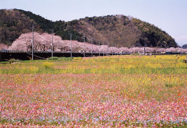 (477)田んぼを使った花畑01