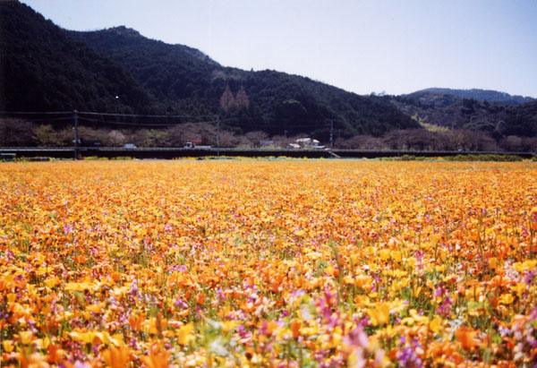 (483)田んぼを使った花畑07