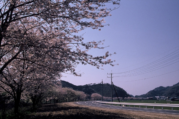 (607)那賀バイパス桜01