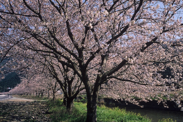 (609)那賀バイパス桜02