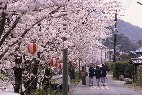 (611)大沢温泉の桜02