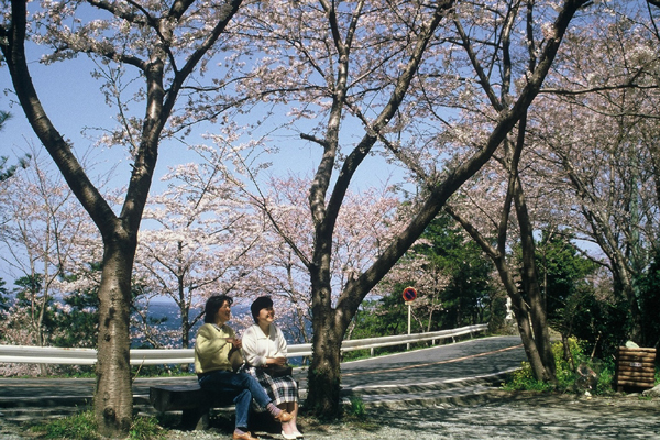 (622)室岩洞の桜07