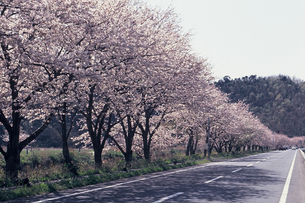 (623)那賀バイパスの桜04