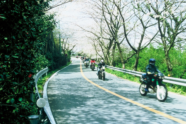 (634)室岩洞の桜02