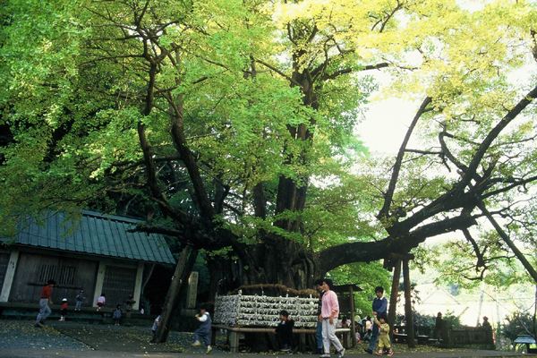 (691)伊那下神社の親子銀杏01