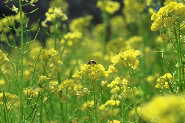 (722)菜の花