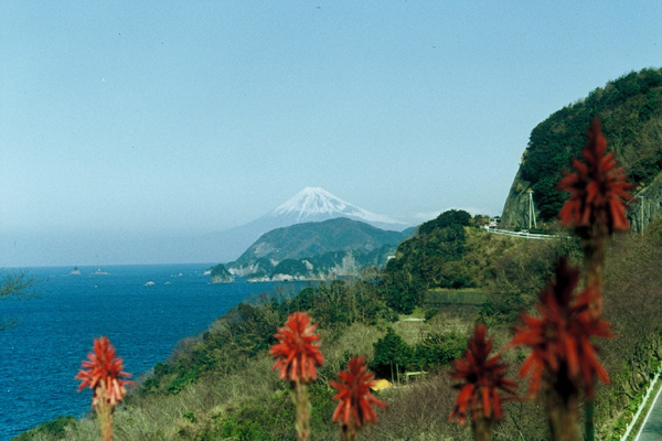 (723)アロエの花と富士山01