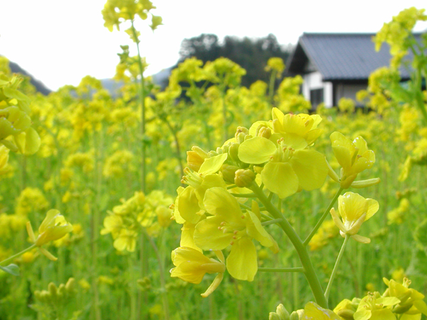 (882)菜の花01