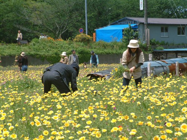 (1003)那賀花畑花摘み